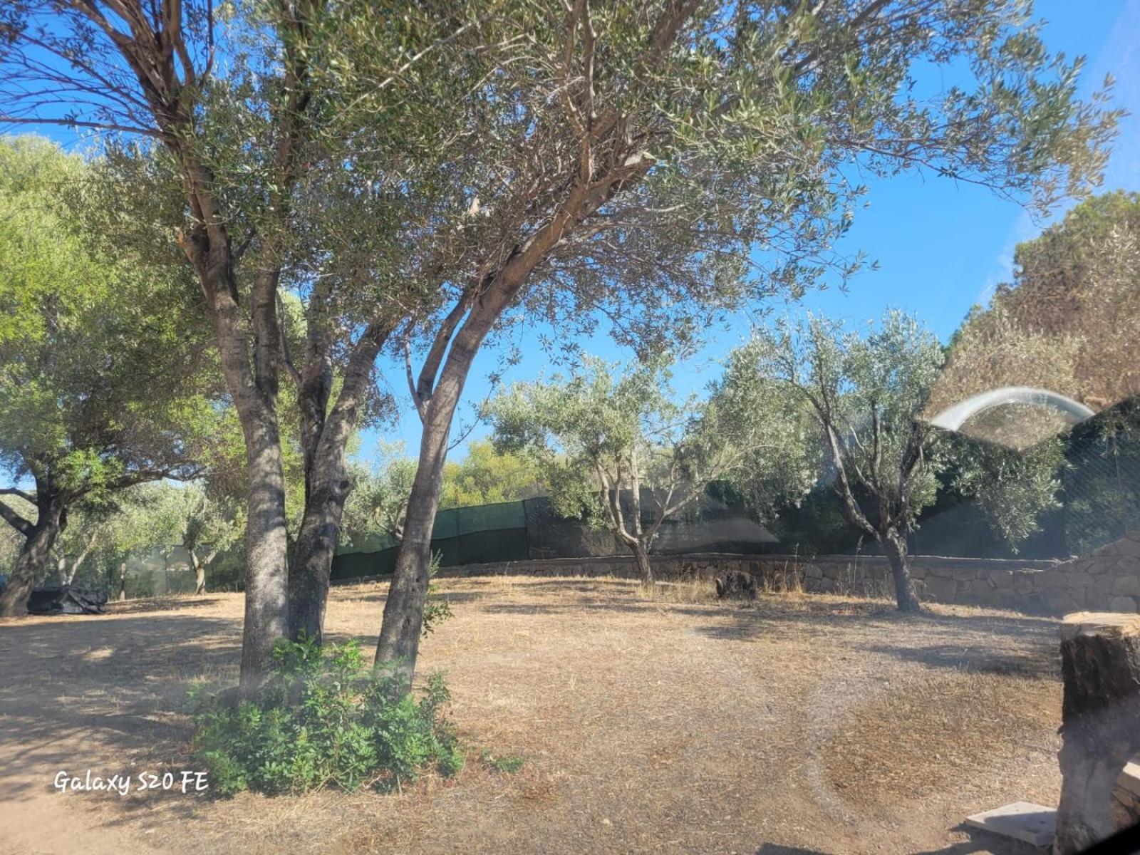 Residenza Degli Ulivi Apartment Olbia Exterior photo